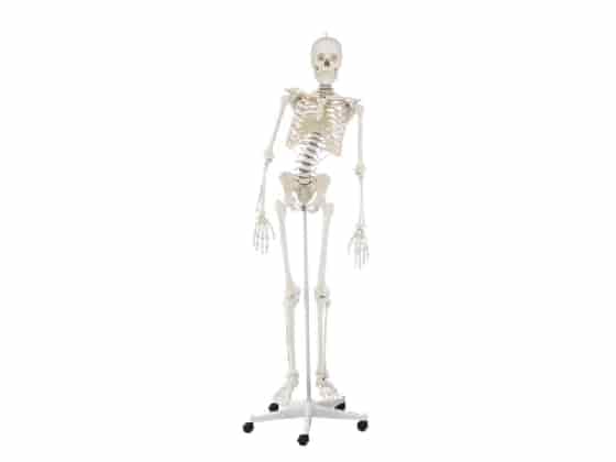 Skeleton "Hugo" with movable spine